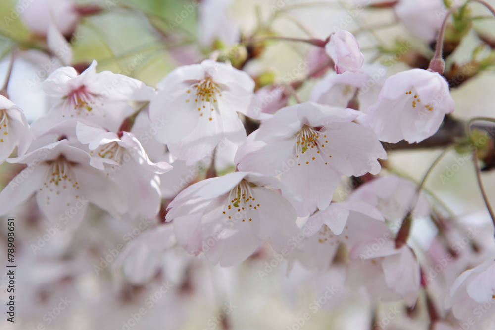 Fototapeta premium 봄의 개화