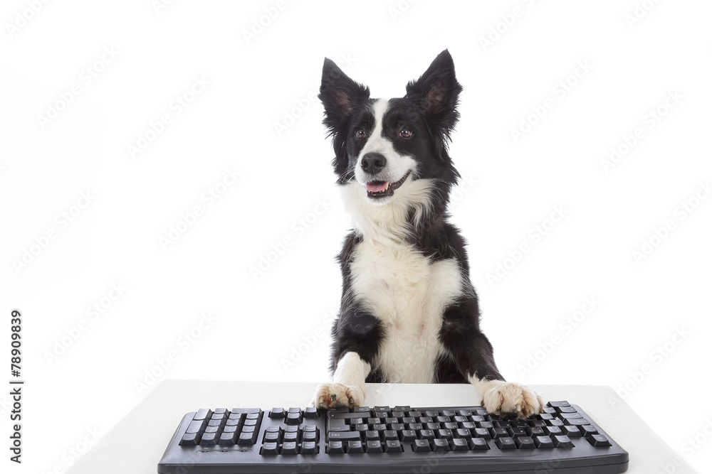 chien border Collie avec ordinateur Stock Photo | Adobe Stock