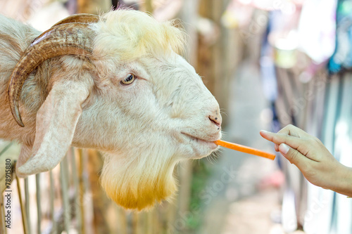 Bilde på lerret Goat
