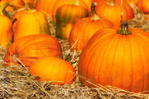 Pumpkins in a field of straw. Close up detail