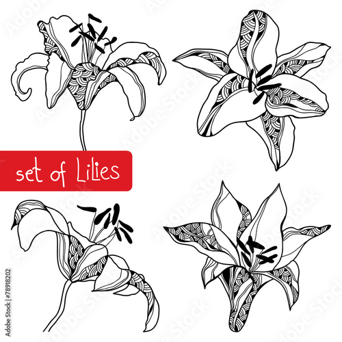 Fototapeta Naklejka Na Ścianę i Meble -  Set of hand-drawing lilies