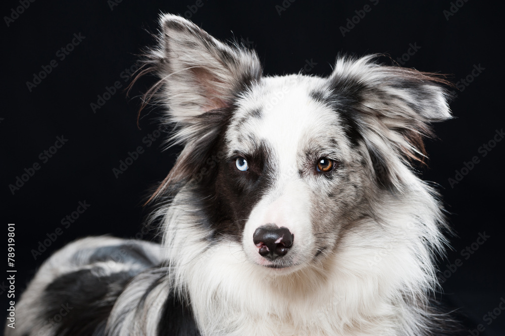 Border Collie