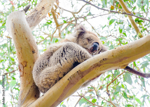 Photography Australian Koala bear