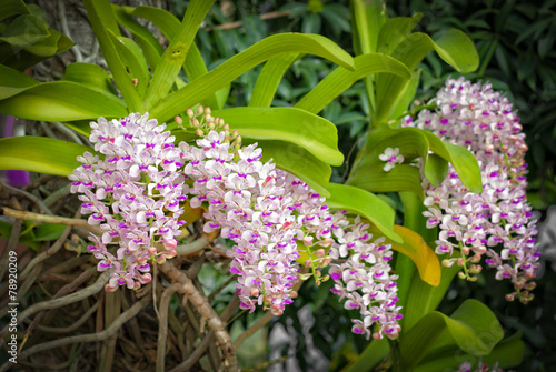 Rhynchostylis gigantea. ,orchid flower, tropical