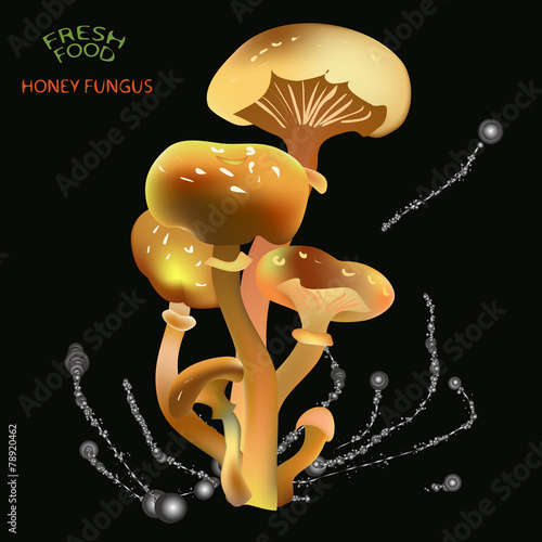 honey fungus
