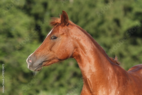 Portrait Pony - kecker Blick