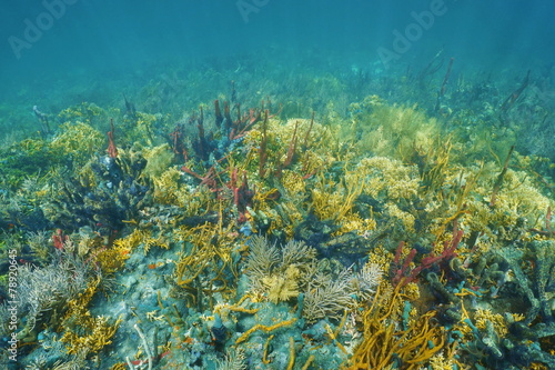 Underwater landscape on lush colorful coral reef
