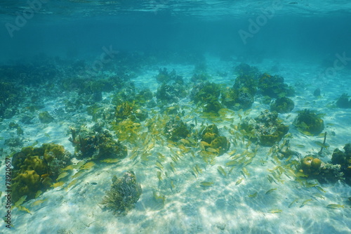 Underwater landscape with corals and shoal of fish