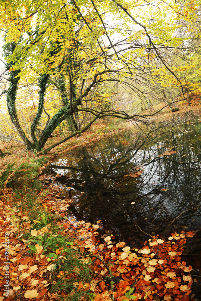 Fototapeta premium Plitvice National Park, Croatia, Europe - Autumn colors