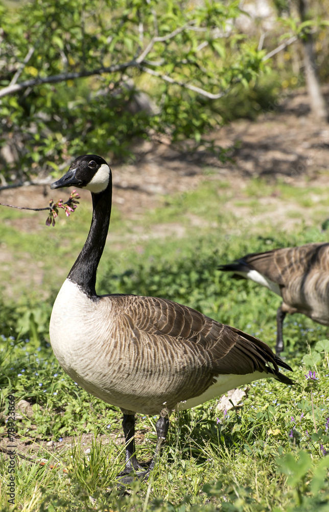 Canada Goose Canada Goose