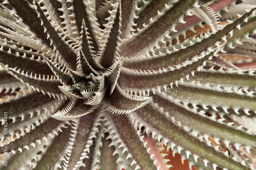 Sharp pointed agave plant leaves Sharp pointed agave plant leaves