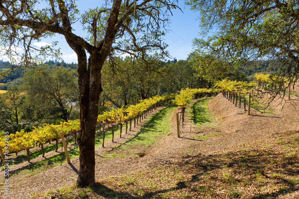California wine country terraced vineyard landscape