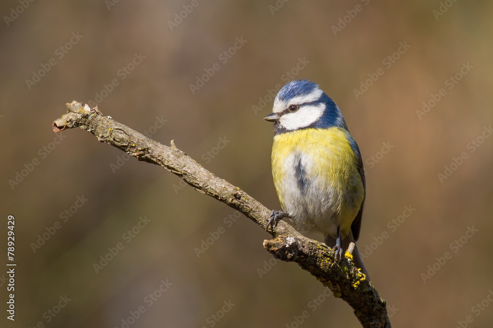 Eurasian blue tit (Cyanistes caeruleus, Parus caeruleus) Eurasian blue tit (Cyanistes caeruleus, Parus caeruleus)