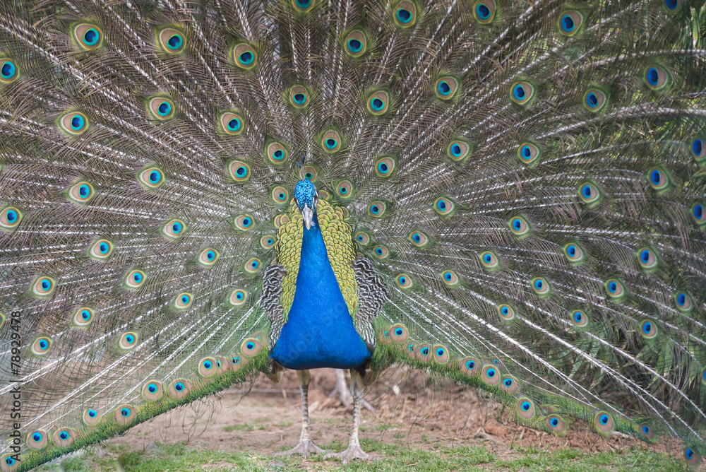 Obraz premium Pavo real.