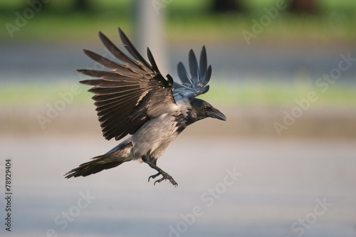 Hooded crow (Corvus cornix) © rugco