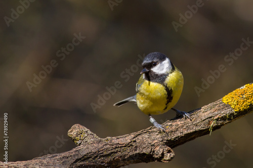 Great tit (Parus major)