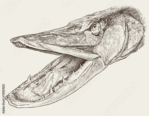 head of pike