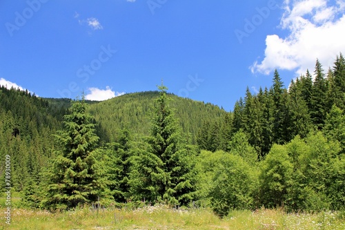 Forrest on the hills