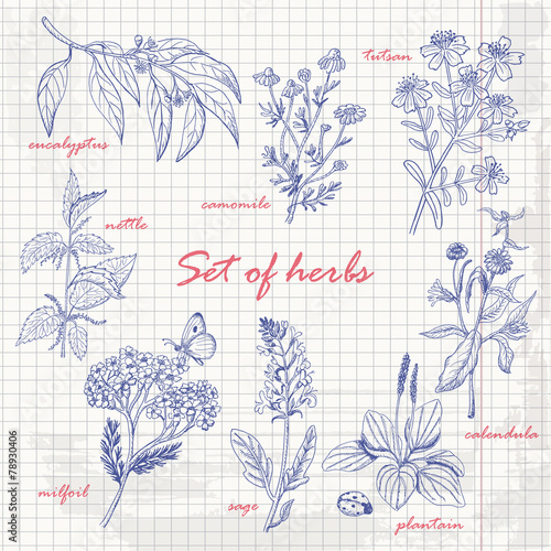 Set of isolated herbs in sketch style on paper