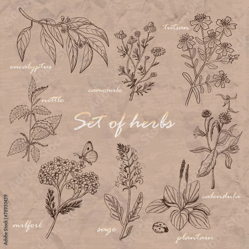 Set of isolated herbs on old background