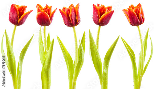 Fototapeta Naklejka Na Ścianę i Meble -  Tulips with water droplets