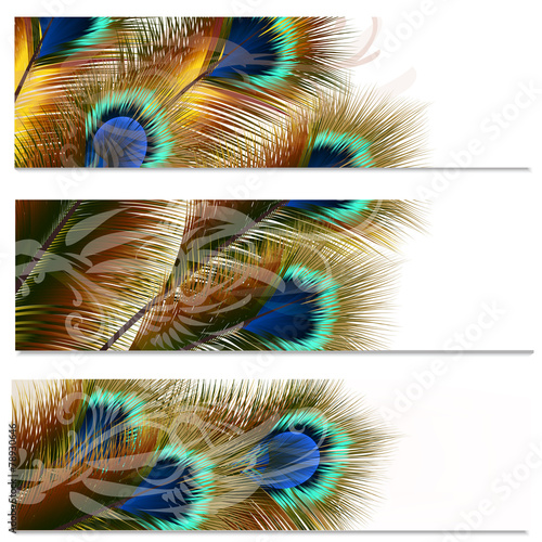 Fashion colorful backgrounds set with peacock feathers