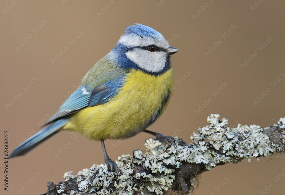 Obraz premium Blue tit on a branch
