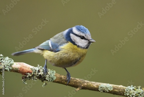 Blue tit (Parus major) on a branch