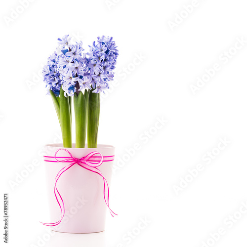 Blue Hyacinth in a pink flower pot with a ribbon.