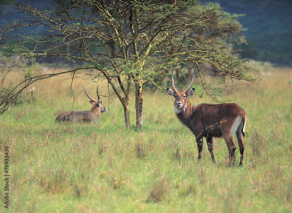 다양한 야생동물