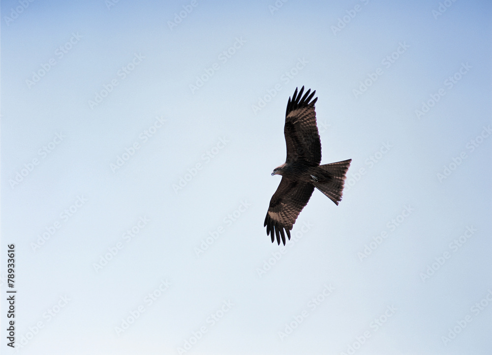Fototapeta premium 하늘에 독수리
