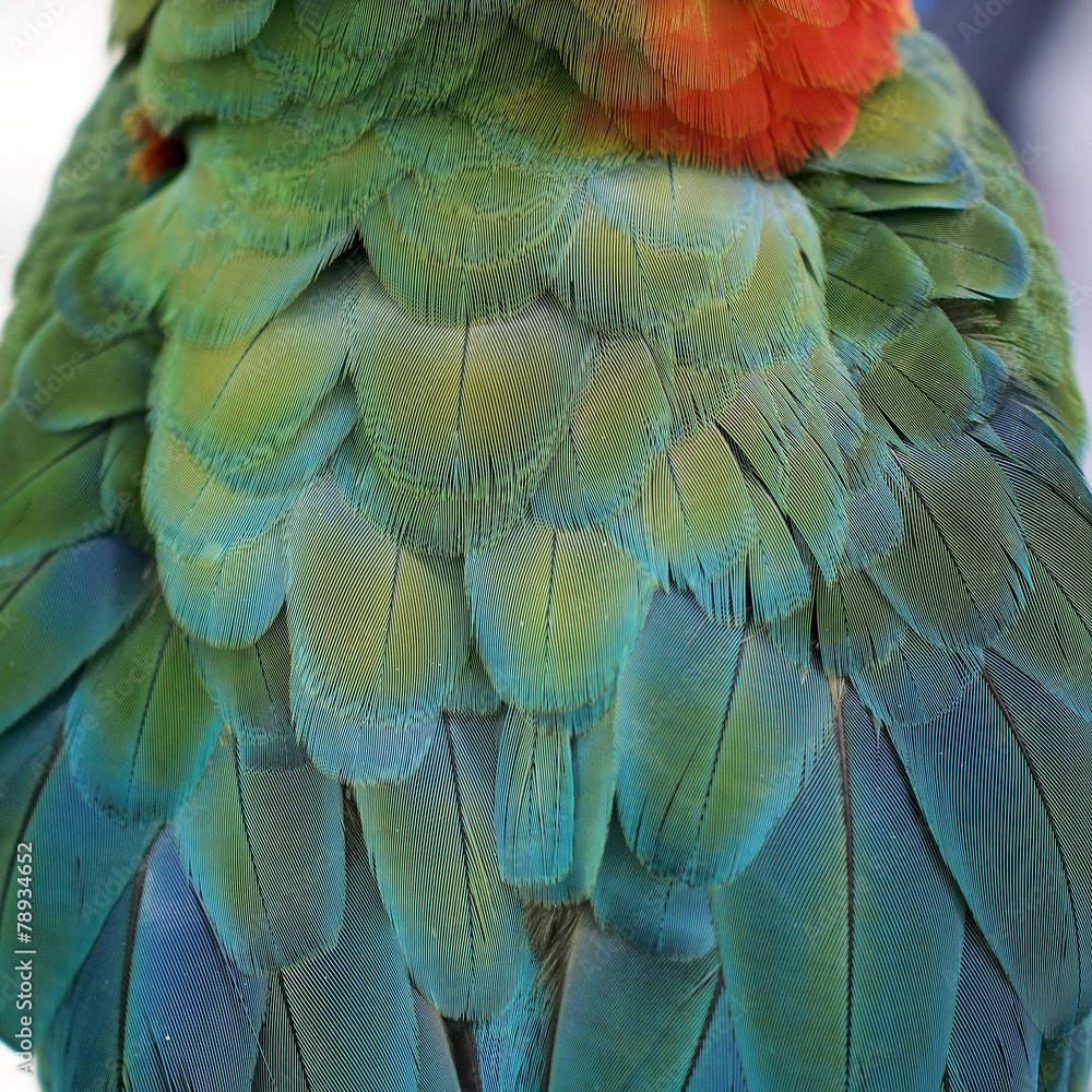 Obraz premium macaw parrot feather