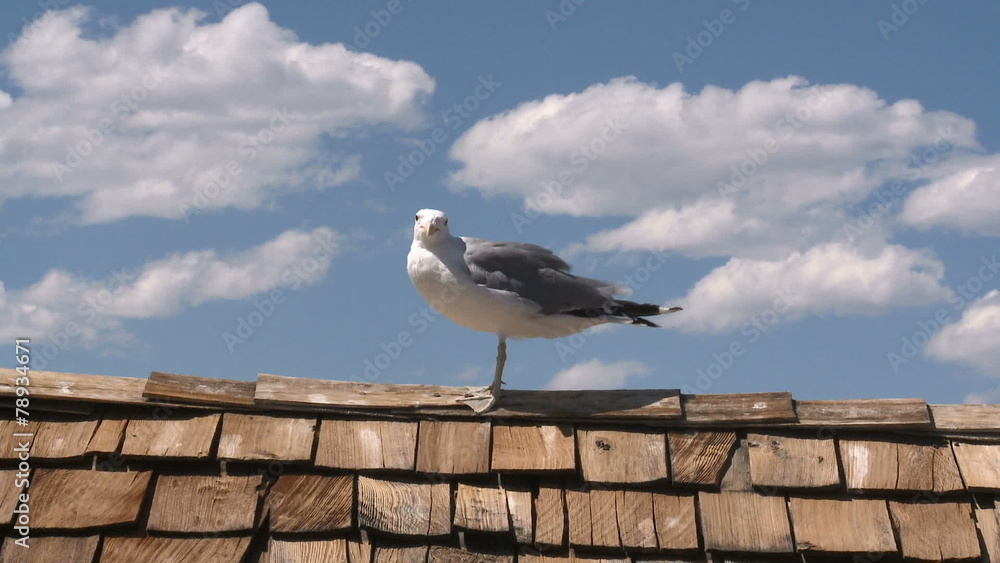 Time Lapse of Seagulls Birds on Mono Lake Time Lapse of Seagulls Birds on Mono Lake