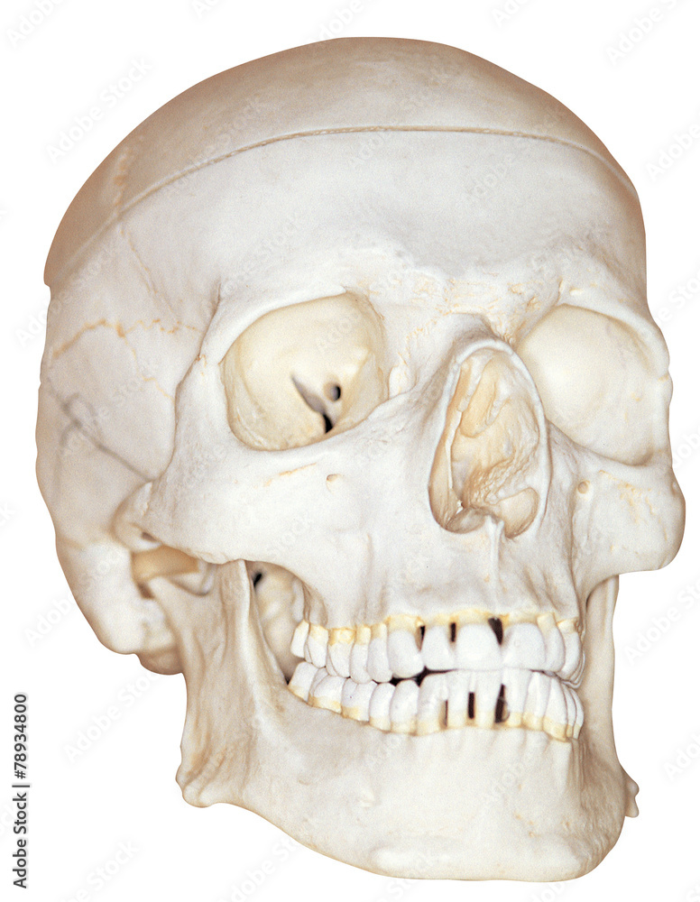 Fototapeta premium 의학과 의료기구