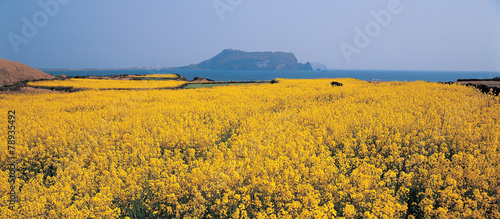 유채꽃과 제주도