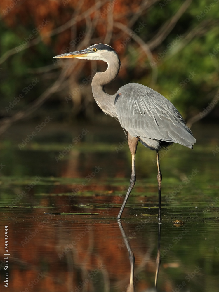 Naklejka premium Great Blue Heron Wading in a Shallow River - Ontario, Canada