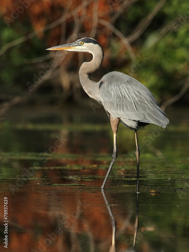Great Blue Heron Wading in a Shallow River - Ontario, Canada