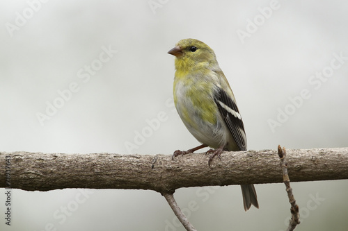 Male American Goldfinch in Spring Moult