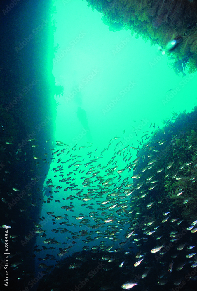 Fototapeta premium 해양 수중촬영
