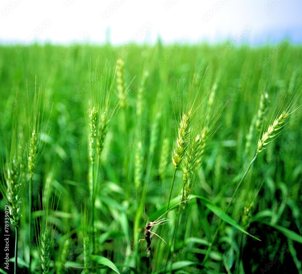Obraz premium 초록 보리이삭