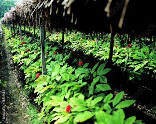 빨간열매 인삼밭