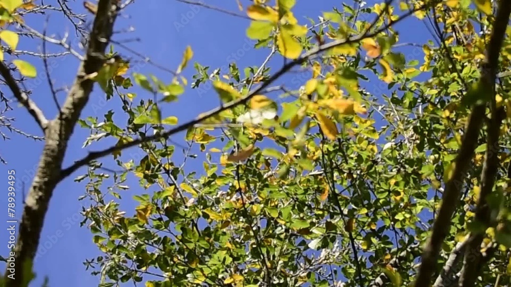 oak tree leaves blowing in a breeze with blue sky background oak tree leaves blowing in a breeze with blue sky background
