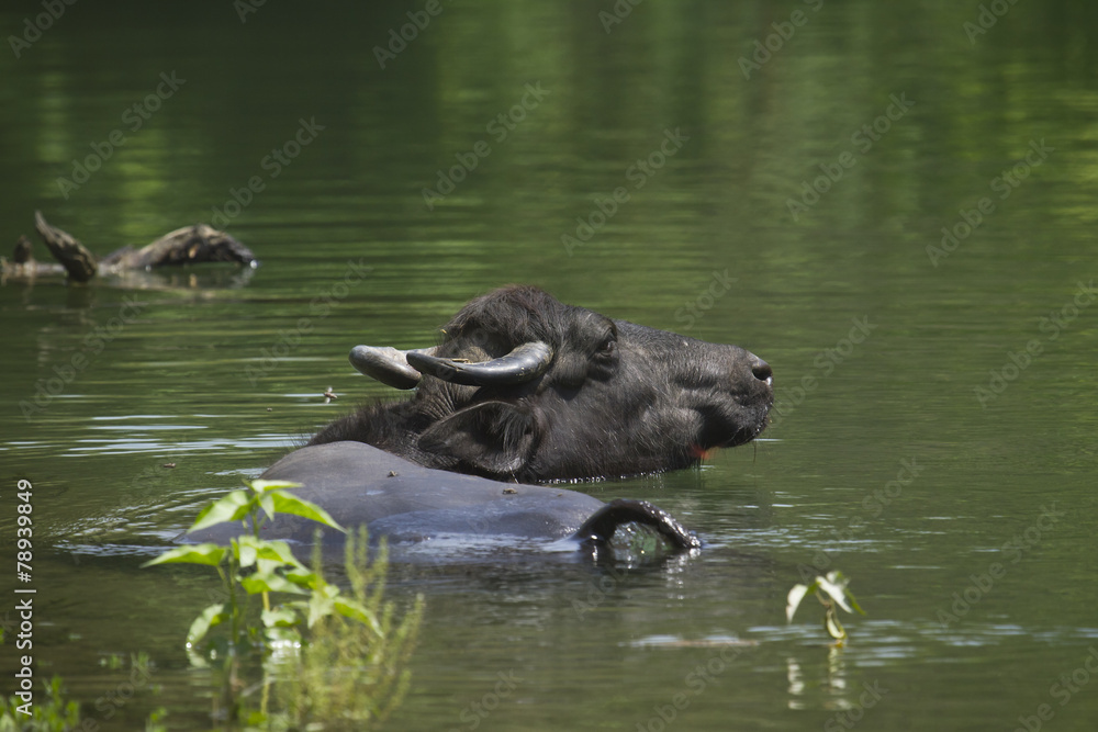 Domestic buffalo taking bath in Nepal Domestic buffalo taking bath in Nepal