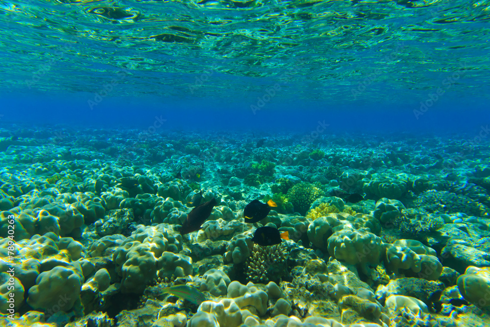 Fototapeta premium Underwater