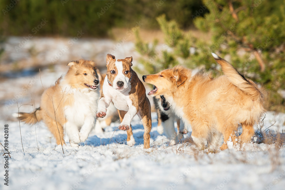 Naklejka premium American staffordshire terrier puppy playing with rough collies