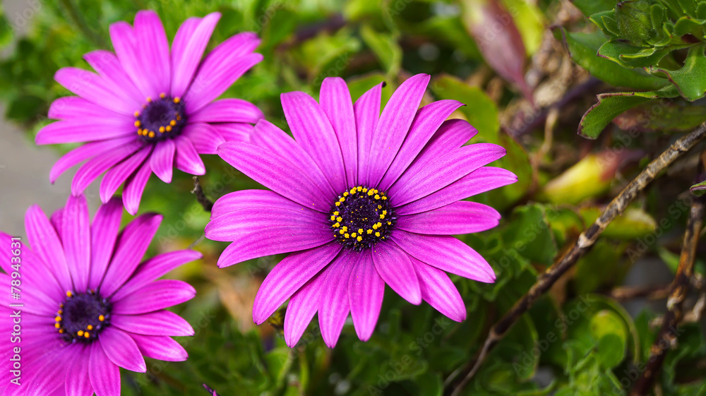 Close up beautiful Osteospermum violet African daisy flower Close up beautiful Osteospermum violet African daisy flower