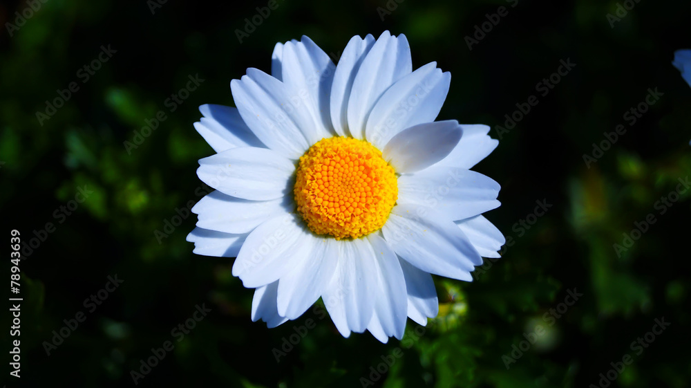 Obraz premium Swamp chrysanthemum flower