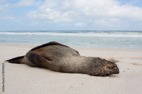 A dead seal lay washed up on sand of beach