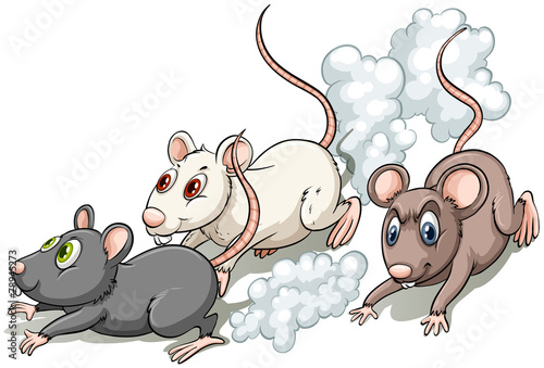 Three rats