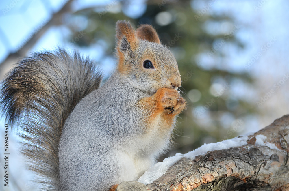 Fototapeta premium Белка в лесу.